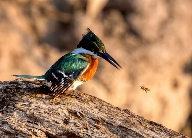 amazon kingfisher, bird, animal, kingfisher, bee, hunt, chloroceryle amazona, plumage, wildlife, nature, closeup