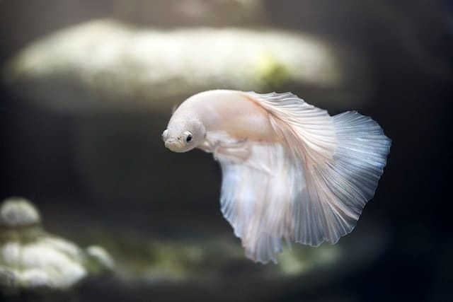 aquarium, fish, pet, betta, siamese fighting fish, el acuario san andres, animal world, swimming, water, nature, underwater, swim, tank, fish tank, fish, fish, fish, fish, fish