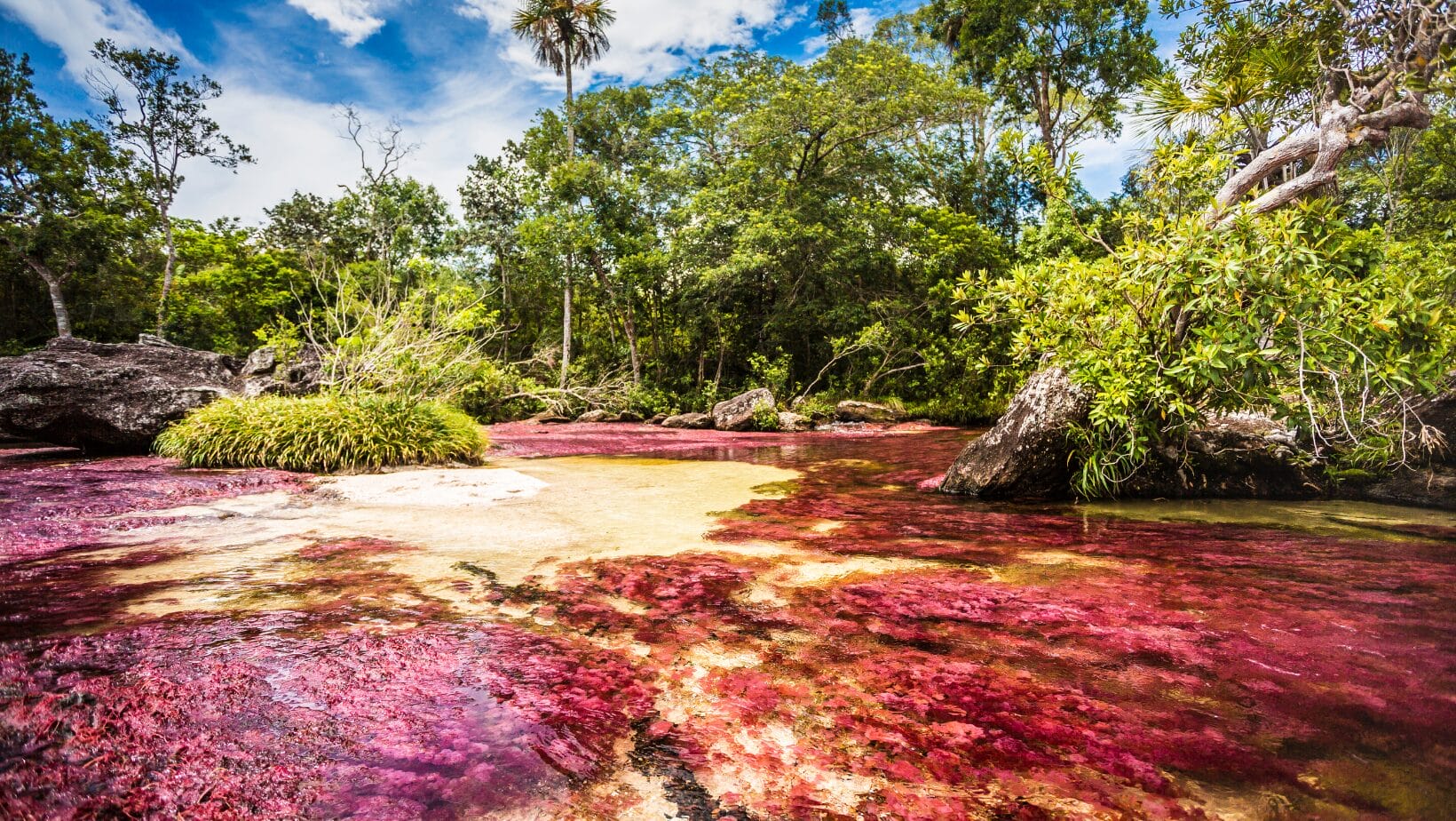 caño cristales - caño cristales