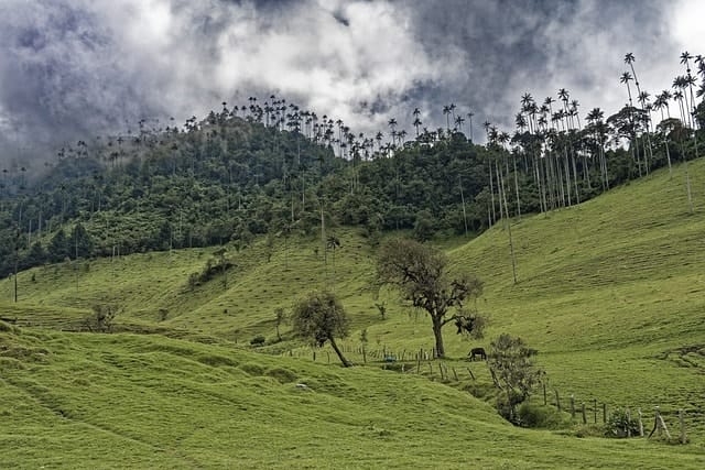 colombia, el bosque de palmas, palm trees, cocora valley, forest, valley, mountains, wax palm trees, valle del cocora, tree, landscape, tropical, green, nature, heaven, clouds, colombia, colombia, cocora valley, cocora valley, cocora valley, cocora valley, cocora valley