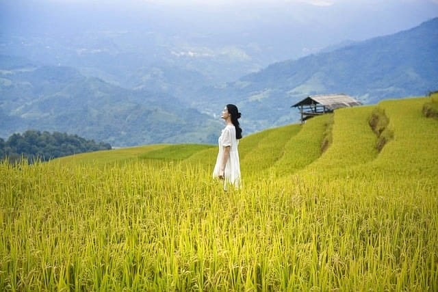 vietnam, lua, rice, hoangsuphi, hagiang, mountain, ruongbacthang, women, rice, rice, women, women, women, nature, women, women
