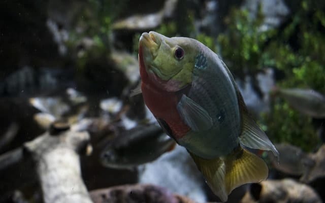 pez, fish, aquarium, acuario, naturaleza, mar, rio, nature, agua, pecesito