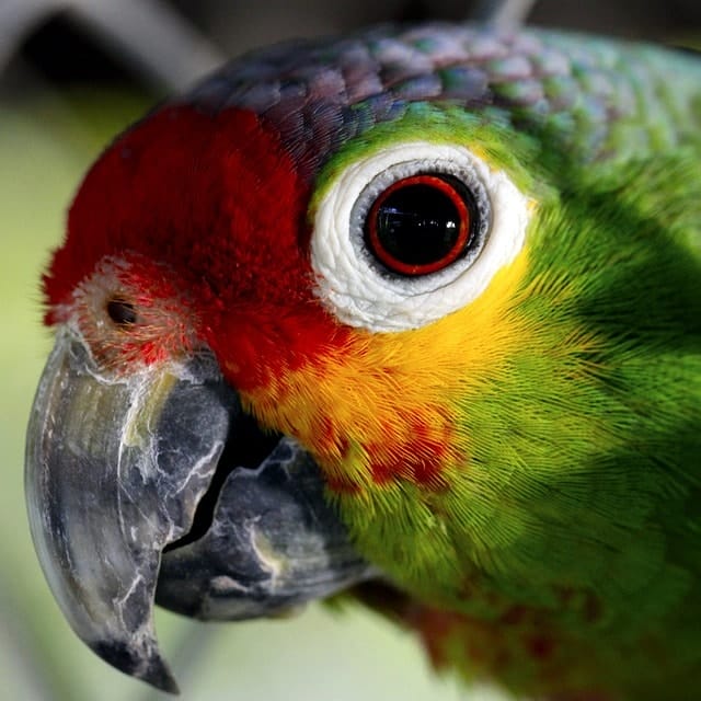 parrot, bird, captivity, animals, birds, colour, peak, parrot cariamarillo, nature, yellow cheeked, red front, parrot from palenque or chojin, amazona autumnalis, parrot, parrot, parrot, parrot, parrot