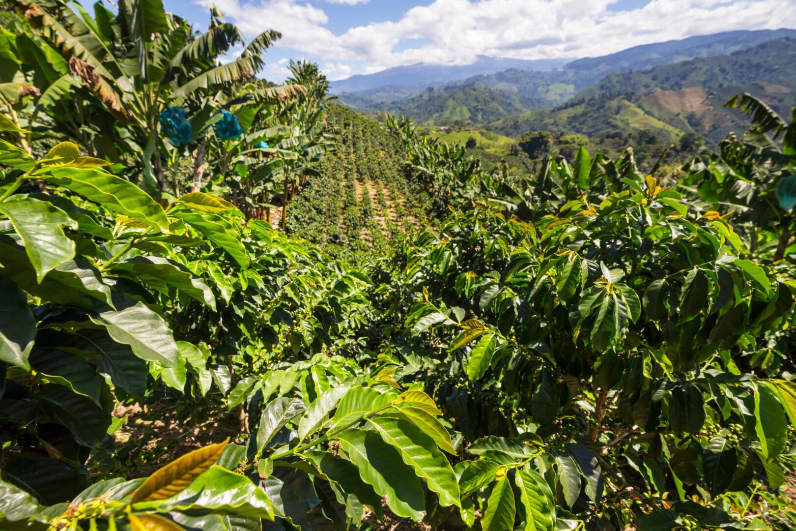 Datos curiosos de Colombia - Ser humano - datos curiosos - datos curiosos