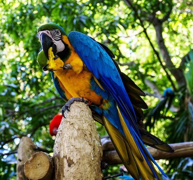 colombia, cartagena, animals, nature, era, parrot