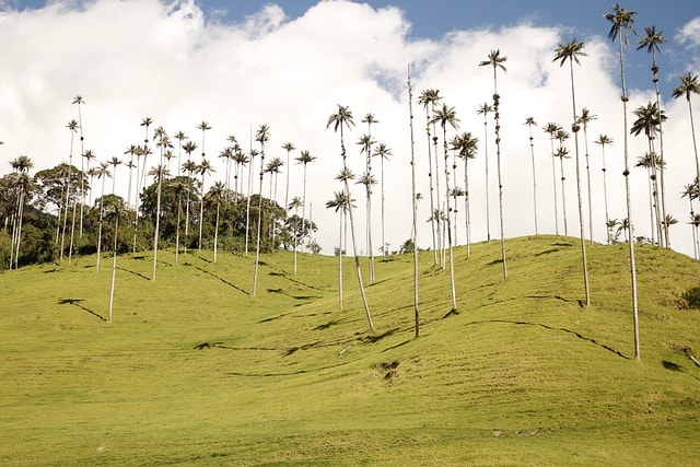 palma, wax palm, requisitos para viajar a colombia desde españa, valle del cocora, nature, colombia, easter, landscape, cruz, palms, cocora-valley, tree, tropical, trees, darling, moutains, weihwasserkessel, gebetbücher, faith