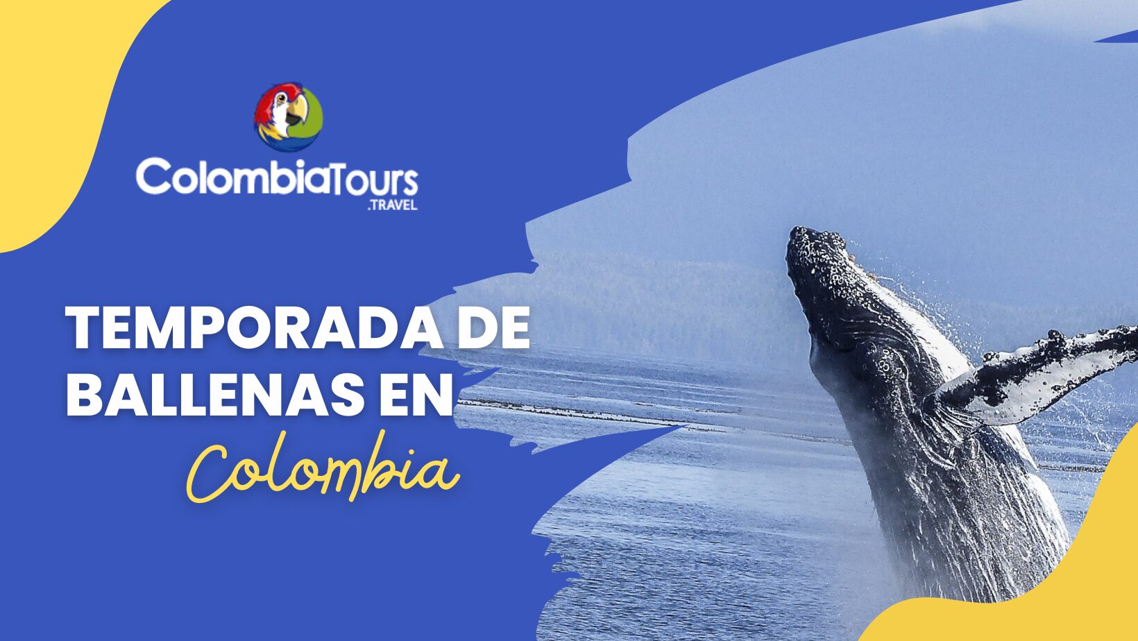 Temporada de ballenas en Colombia, ¿Cuándo y dónde verlas? Guía 2026