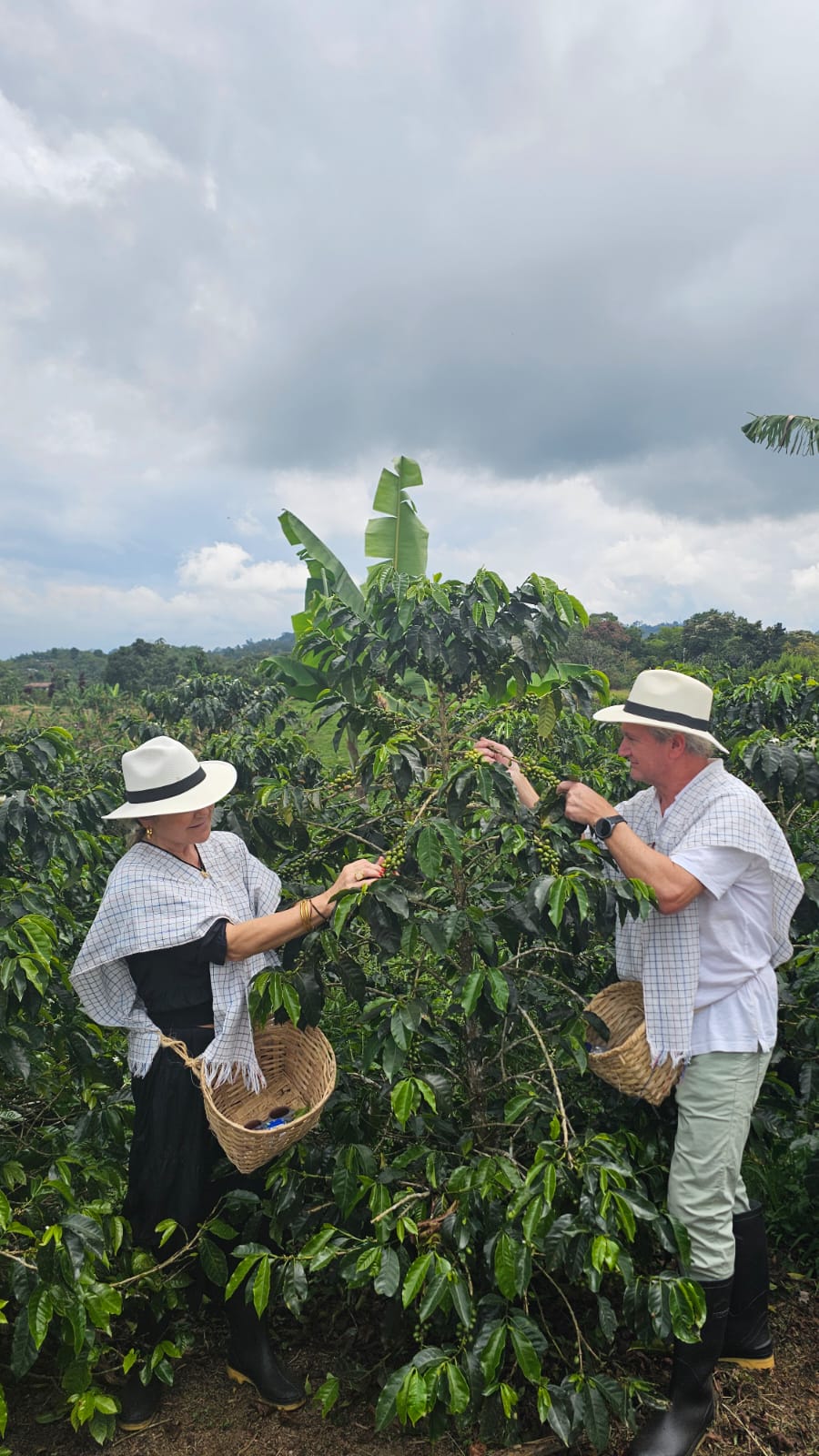 Ruta Cafetera Autentica 4 Dias (Salento y Cocora)