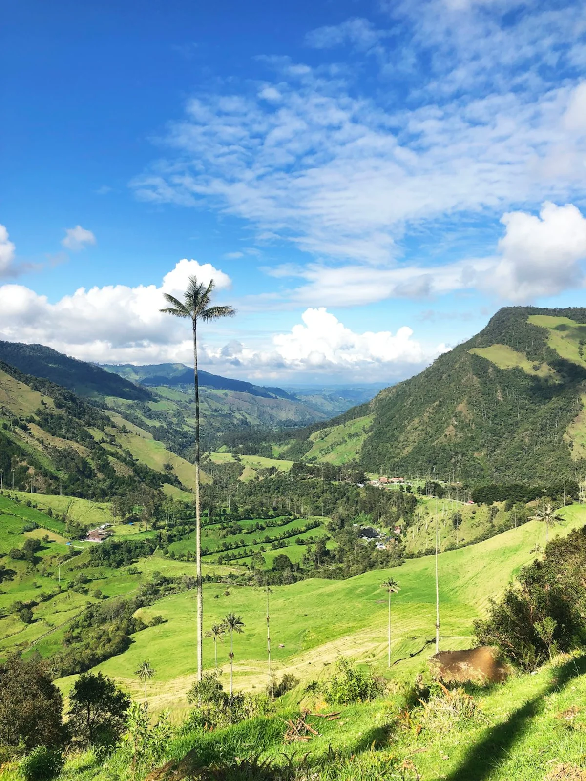 Bosque verde en Colombia