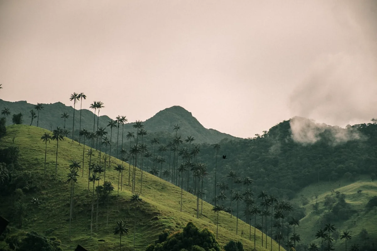 Laderas del Valle de Cocora con palmas de cera