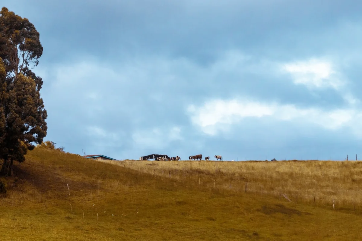 Campo verde y cielo abierto en Boyacá