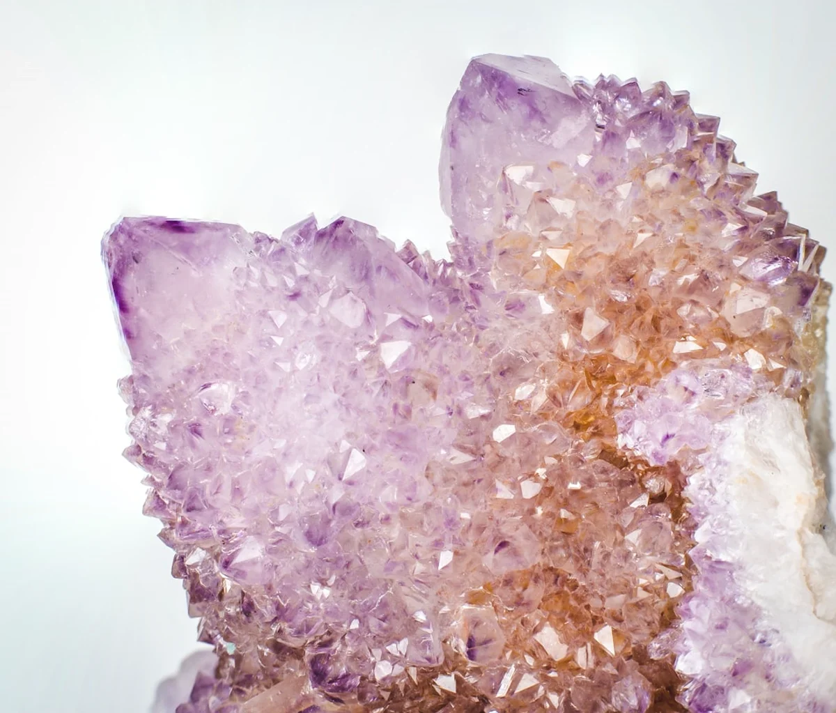 Macarenia clavigera dans le lit protégé de Caño Cristales — image 3