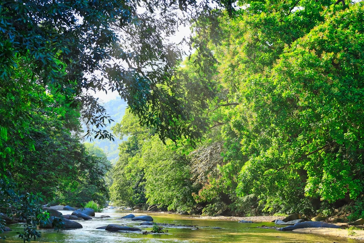 Eau transparente et roche ancienne dans la rivière la plus célèbre de La Macarena — image 9