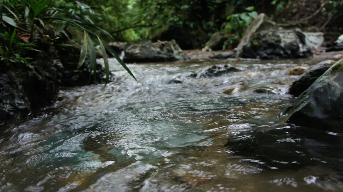 Écosystème protégé de Caño Cristales et de la Serranía de La Macarena — image 11