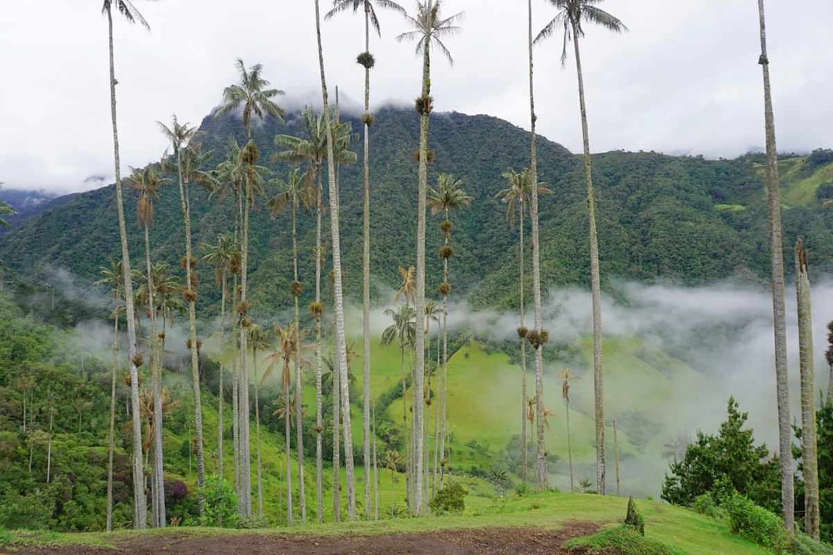Paisajes y experiencias de colombia en Colombia para planear comidas, café y gastos diarios