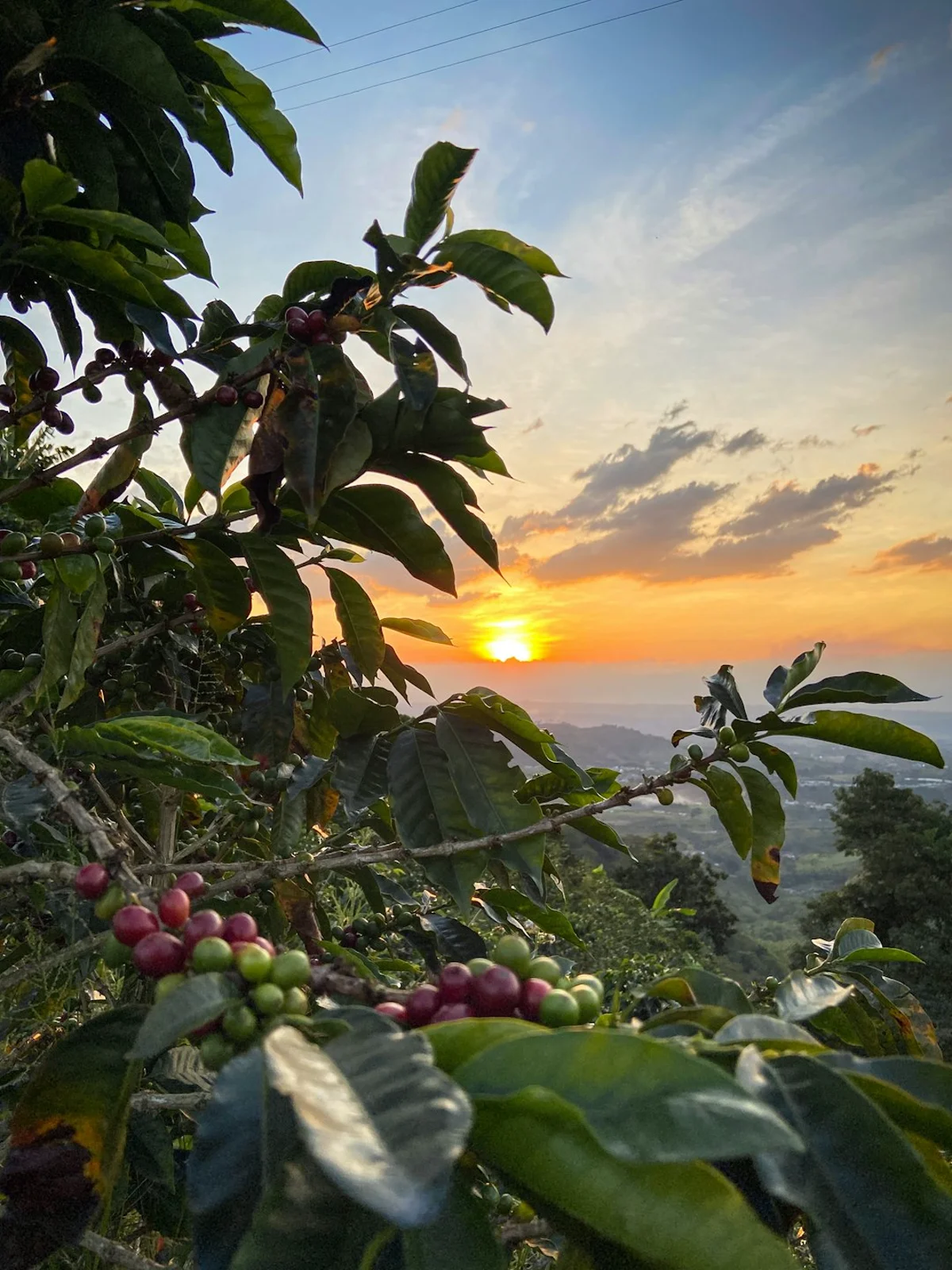 Paisajes y experiencias de colombia en Colombia para planear Eje Cafetero y fincas