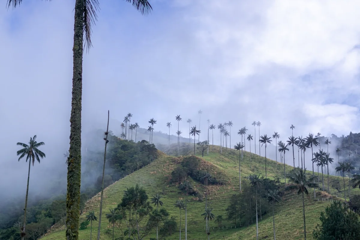 Eje Cafetero en Colombia para calcular vuelos internos, buses y traslados al planear un viaje