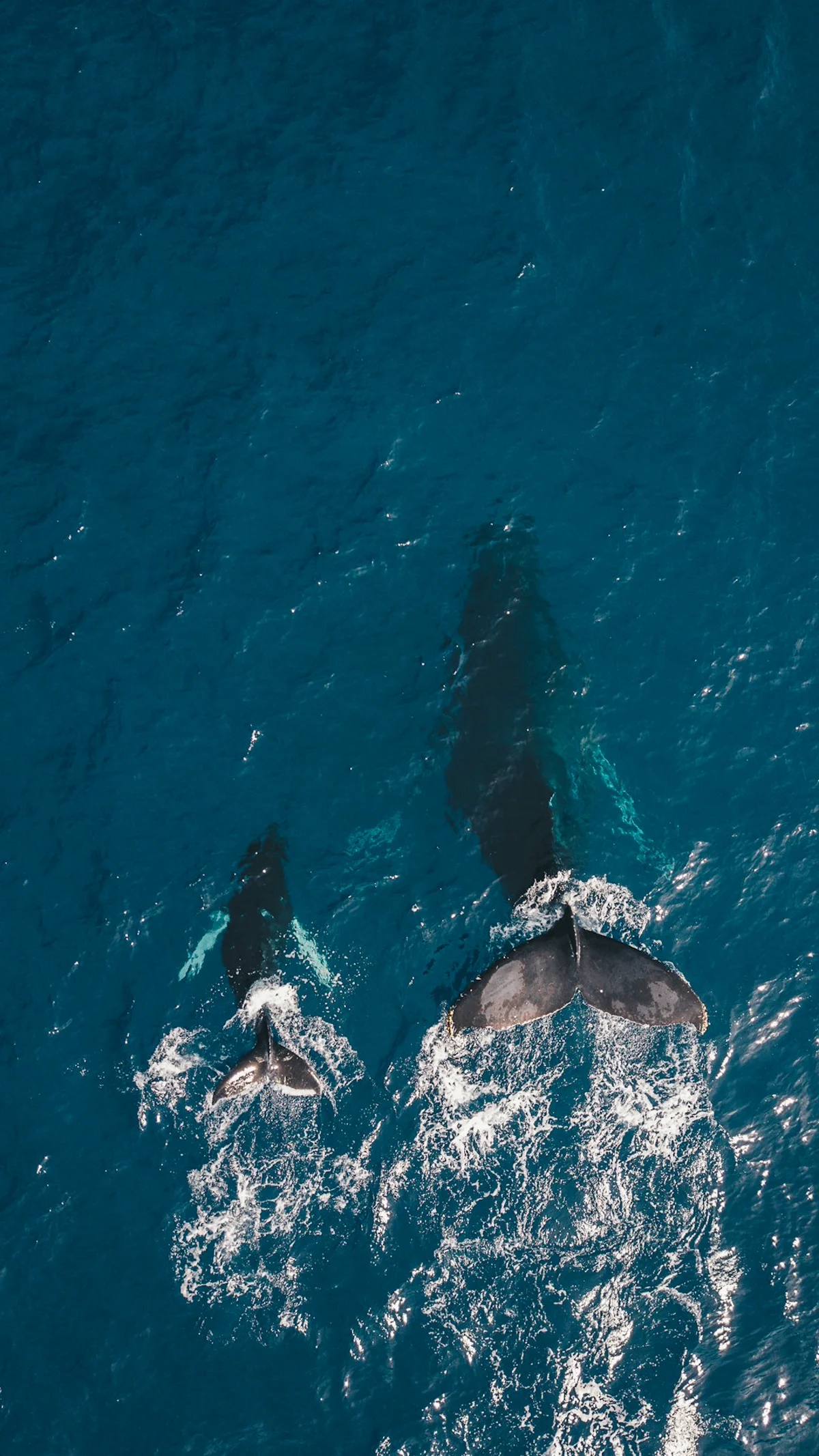 Playa del Pacífico con palmeras cerca de zonas de avistamiento de ballenas