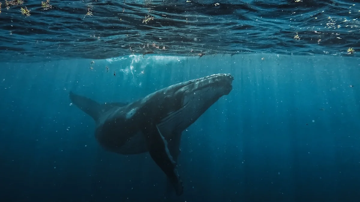 Soplo de ballena jorobada visible sobre el mar
