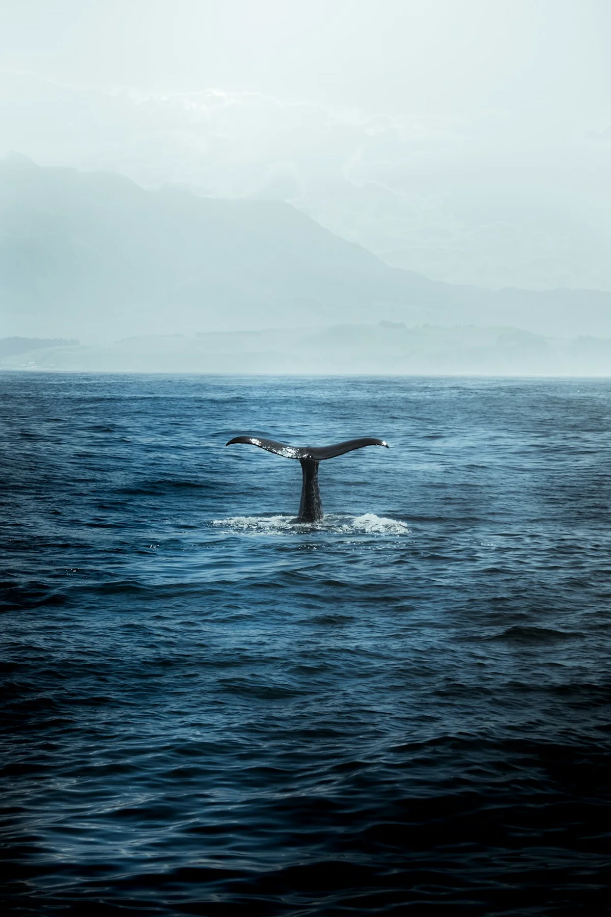 Ballena jorobada saltando en mar abierto