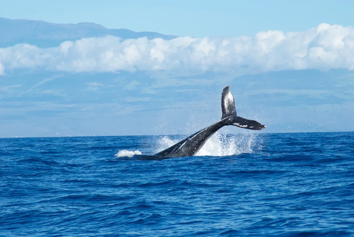 Grupo de ballenas jorobadas en aguas del océano