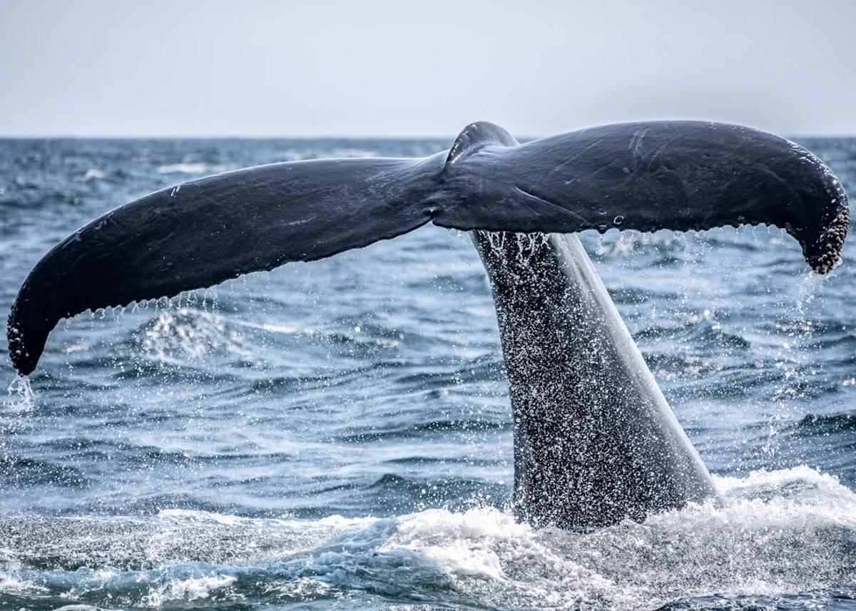 Costa rocosa y playa del Pacífico para viaje de ballenas