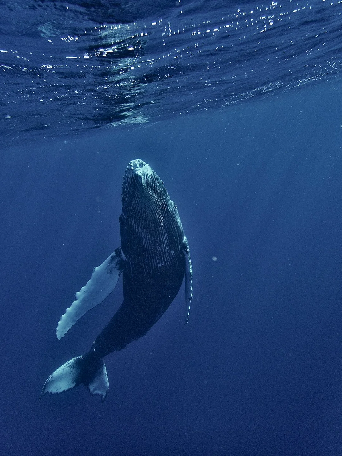 Imagen de apoyo para temporada de ballenas en Colombia 30