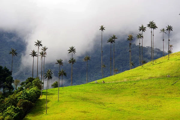 Salento, Filandia y Valle de Cocora — Eje Cafetero