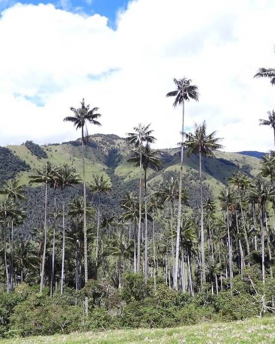 Tour compartido Filandia, Salento y Valle de Cocora