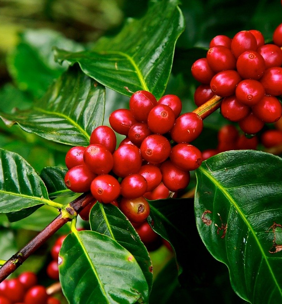 Tour del cafe con almuerzo (TURISTA EXTRANJERO)