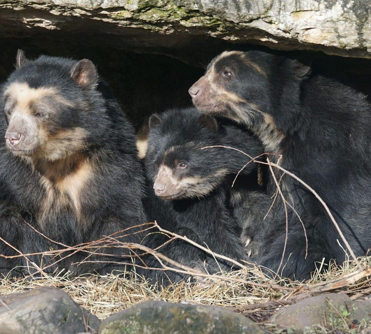 El Oso de Anteojos está en Peligro