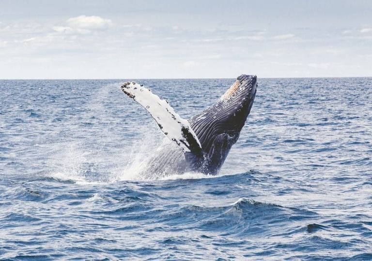 Nuquí, un paraíso de ballenas