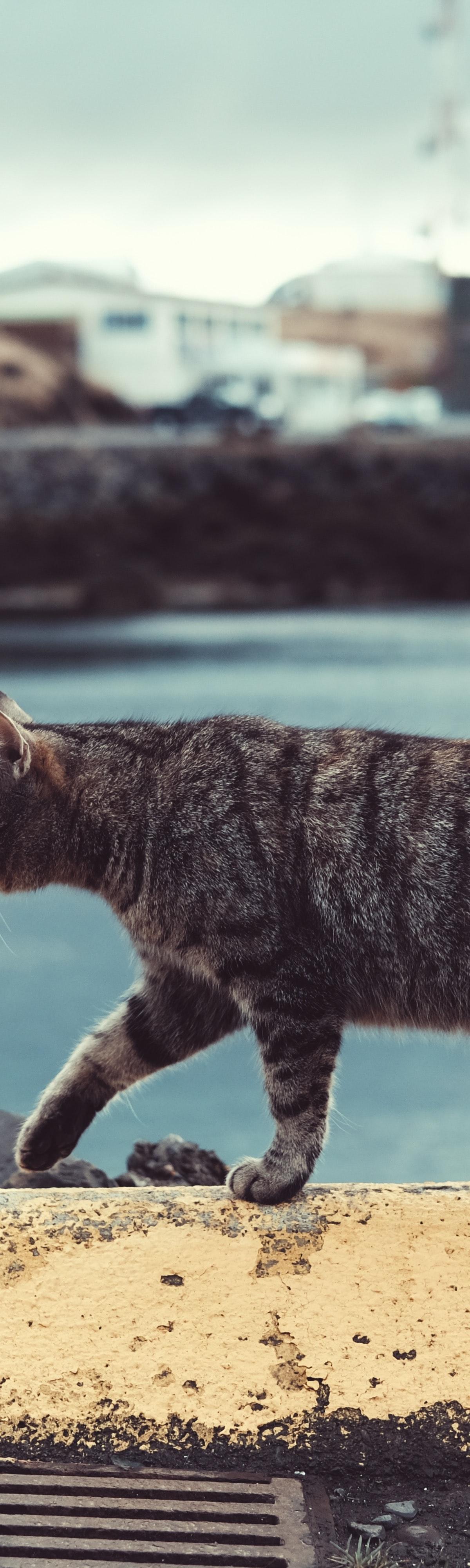 Cómo viajar con tu gato: Consejos Prácticos