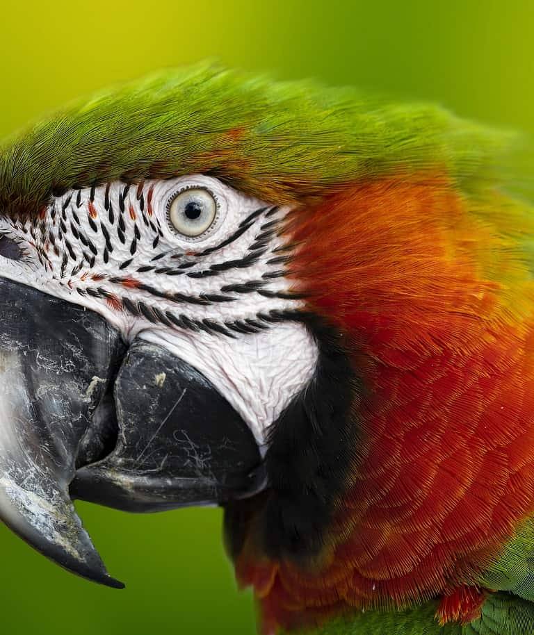 Guacamayo, Loro, Cabeza, Pico, De Cerca, selvas de la amazonía