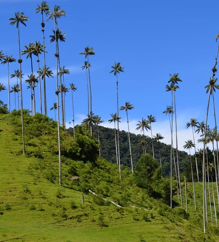 Quindio, Naturaleza, Paisajes, Colombia