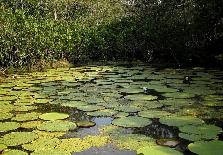 Parque Nacional Natural Amacayacu - Parques Nacionales Naturales de Colombia-Amazonas