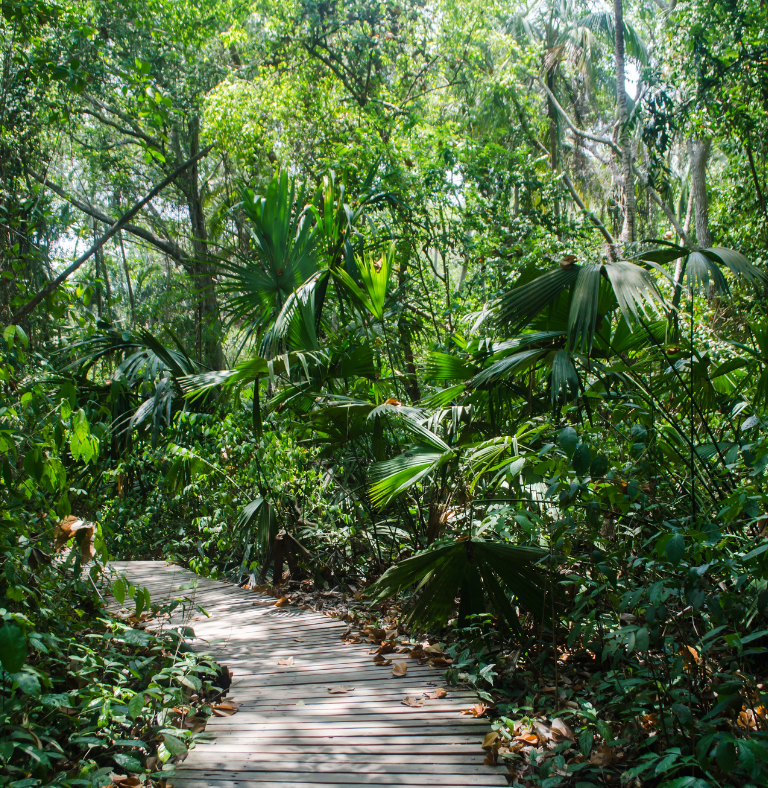 parque tayrona, bosque
