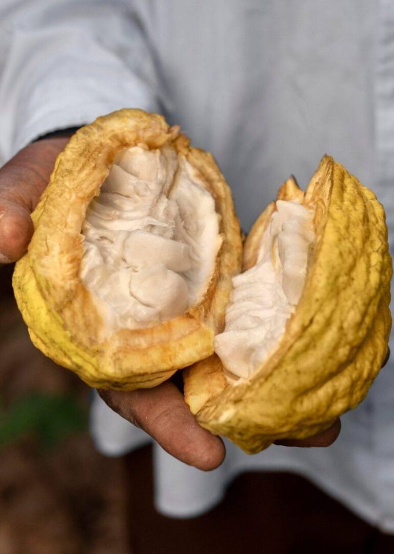 cacao, cocoa, chocolate