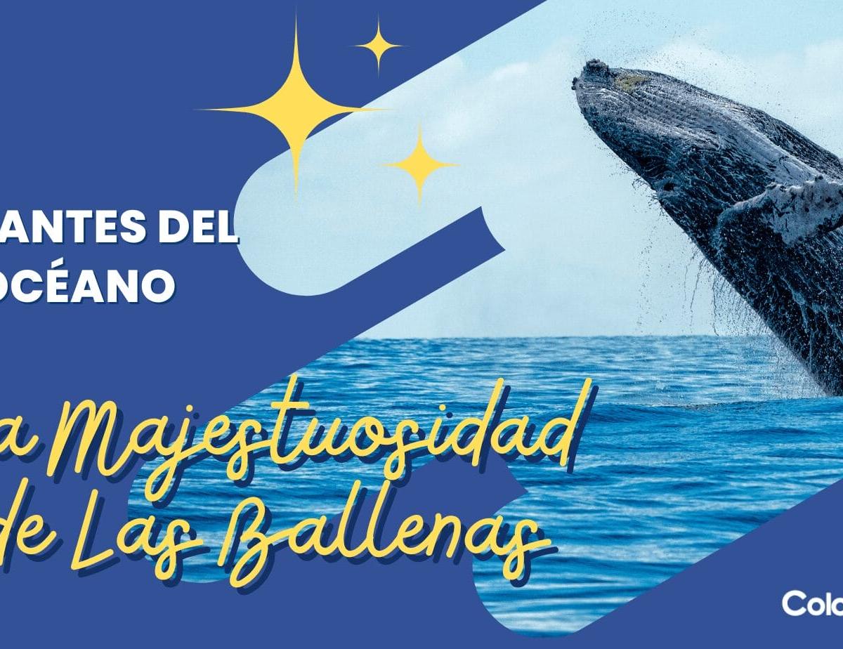 La Majestuosidad de La Ballenas: Gigantes del Océano