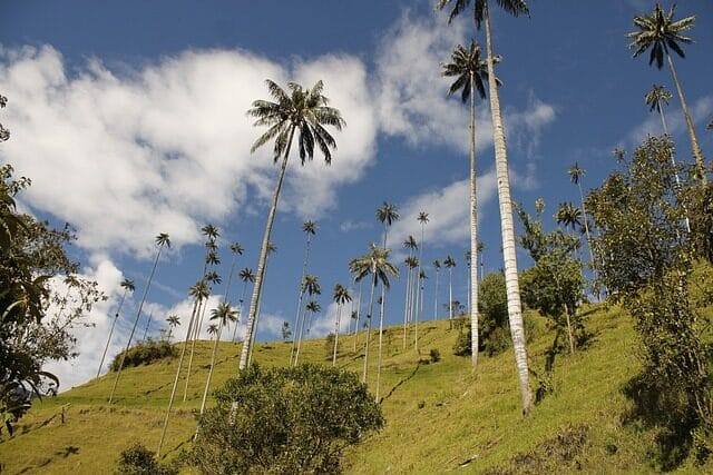 palma, wax palm, valle del cocora