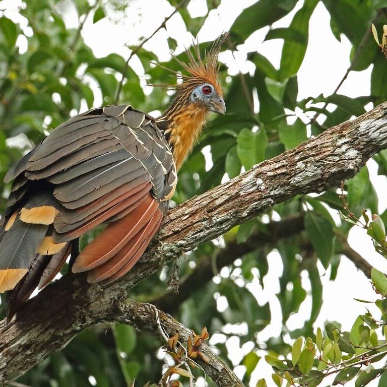foto de san josé del guaviare temperatura