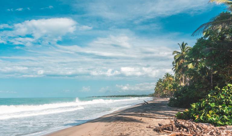 palomino en colombia - la guajira