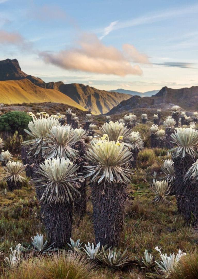 cuánto cuesta un viaje a Colombia