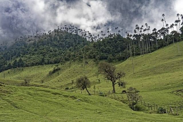 colombia, el bosque de palmas, palm trees, cocora valley, forest, valley, mountains, wax palm trees, valle del cocora, tree, landscape, tropical, green, nature, heaven, clouds, colombia, colombia, cocora valley, cocora valley, cocora valley, cocora valley, cocora valley