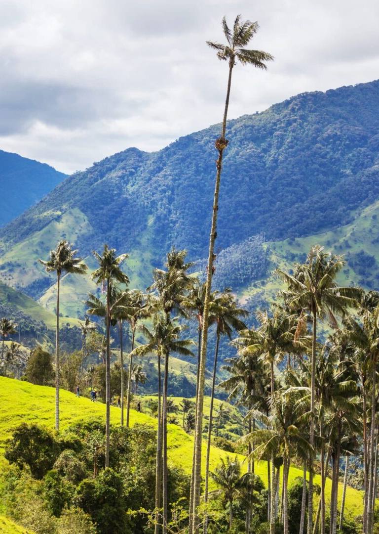 viaje a colombia desde mexico - cuanto sale un viaje a colombia desde mexico