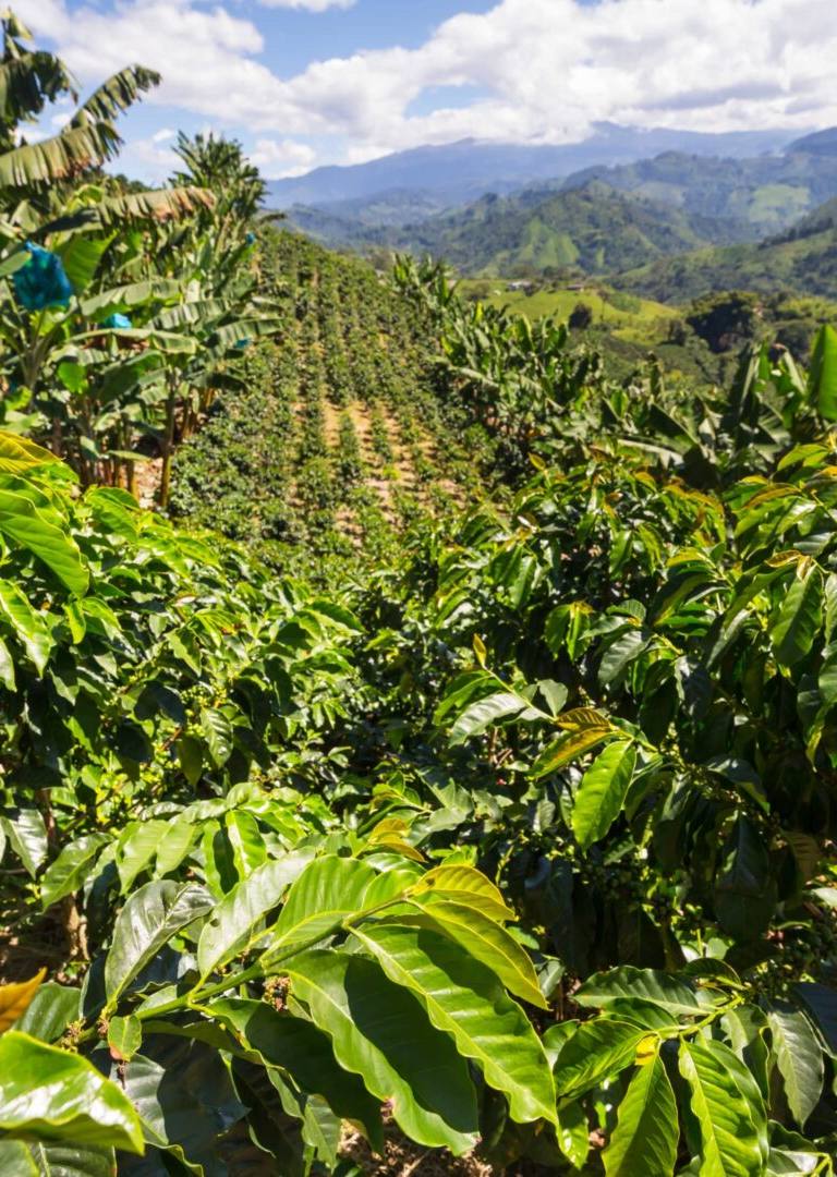 Datos curiosos de Colombia - Ser humano - datos curiosos - datos curiosos
