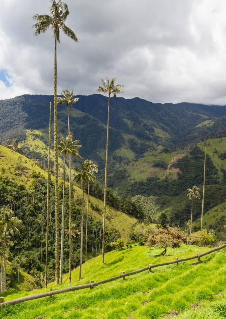 valle del cocora