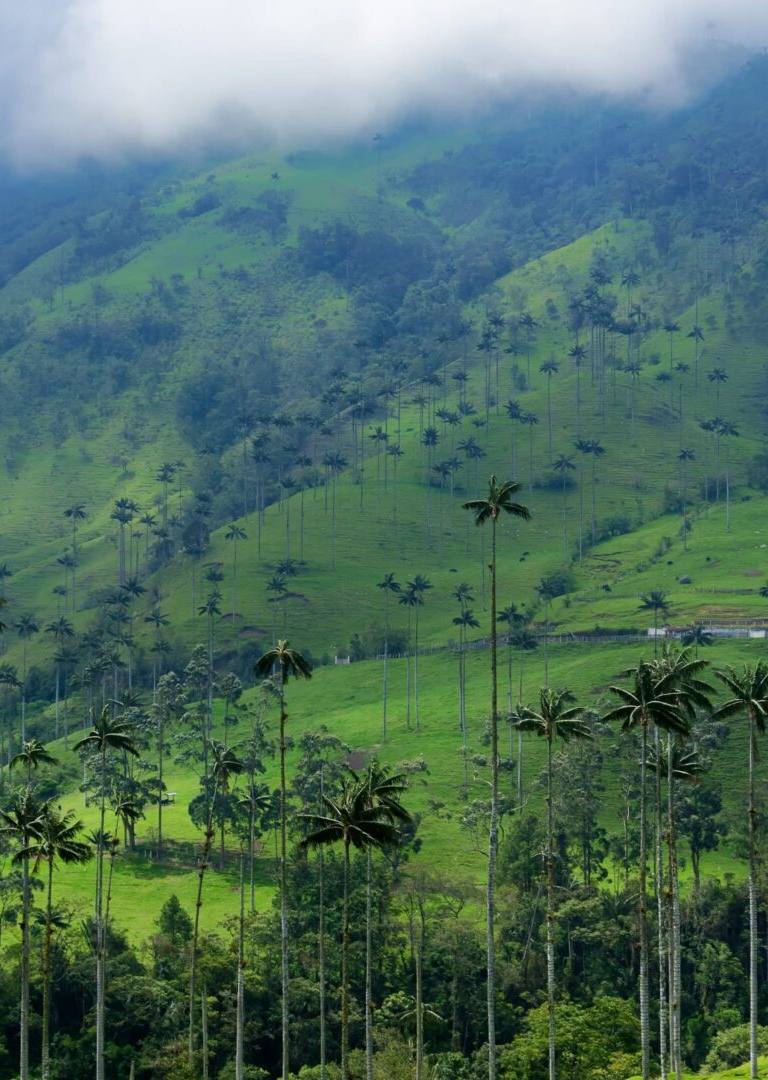 valle del cocora