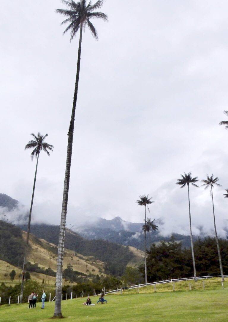 nombre valle del cocora