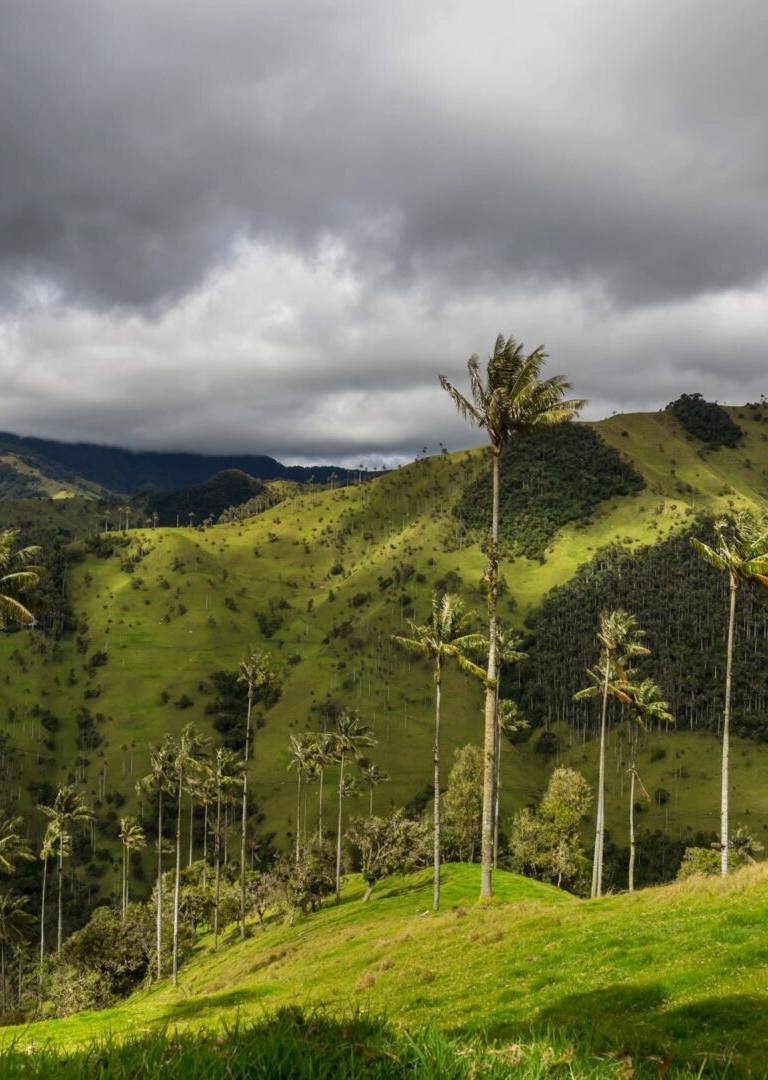 valle del cocora